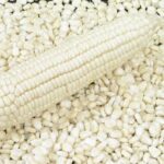 White corn
